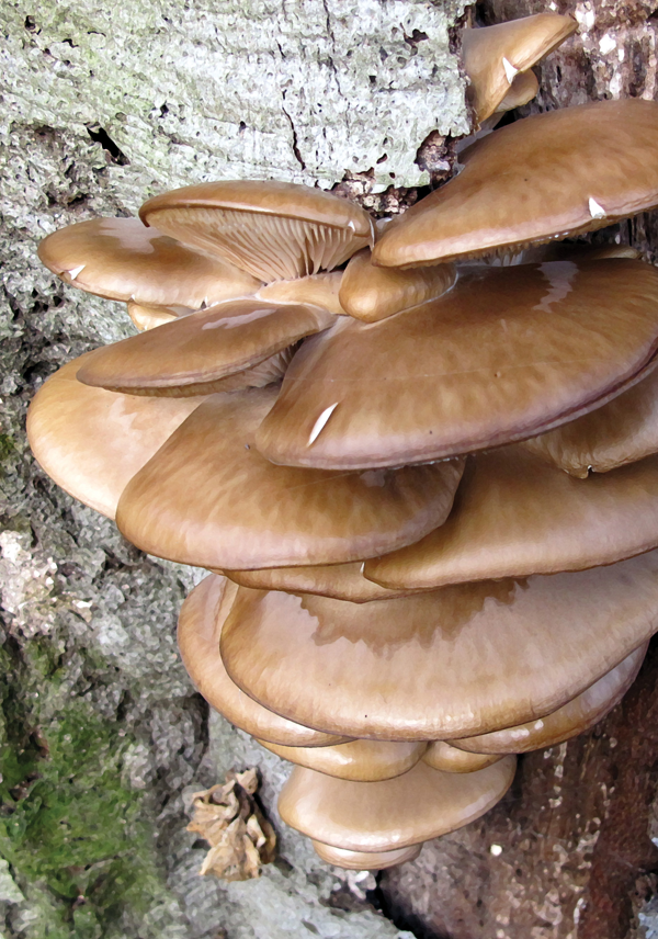 PREFACE WILD MUSHROOMS OCCUR in all Appalachian habitats including soil moss - photo 3