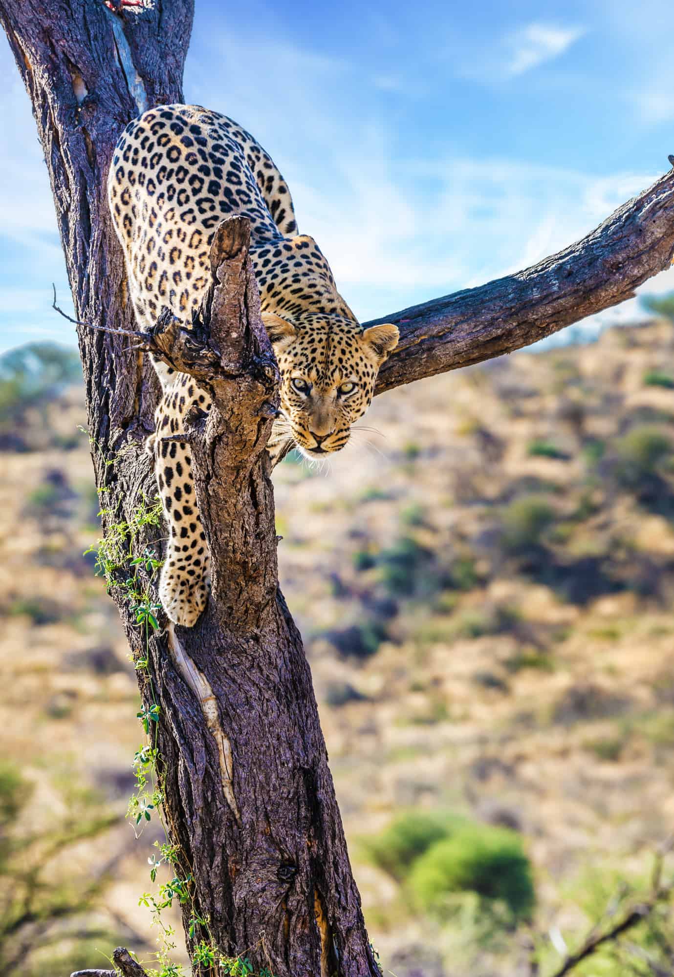 iStock Contents iStock Introduction to Namibia A vast land of mesmerizing - photo 3