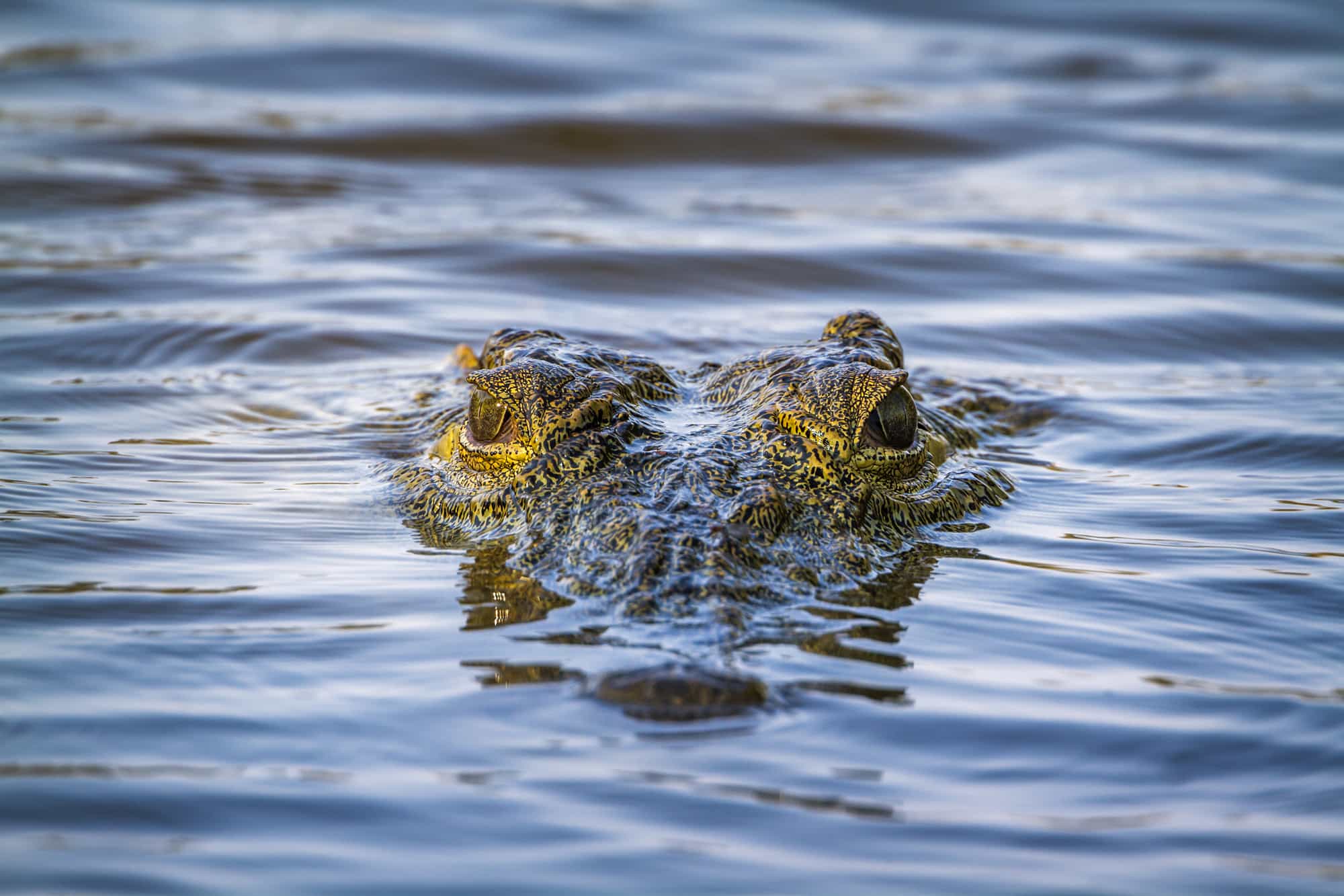 iStock NILE CROCODILE KRUGER NATIONAL PARK Contents Shutterstock - photo 3