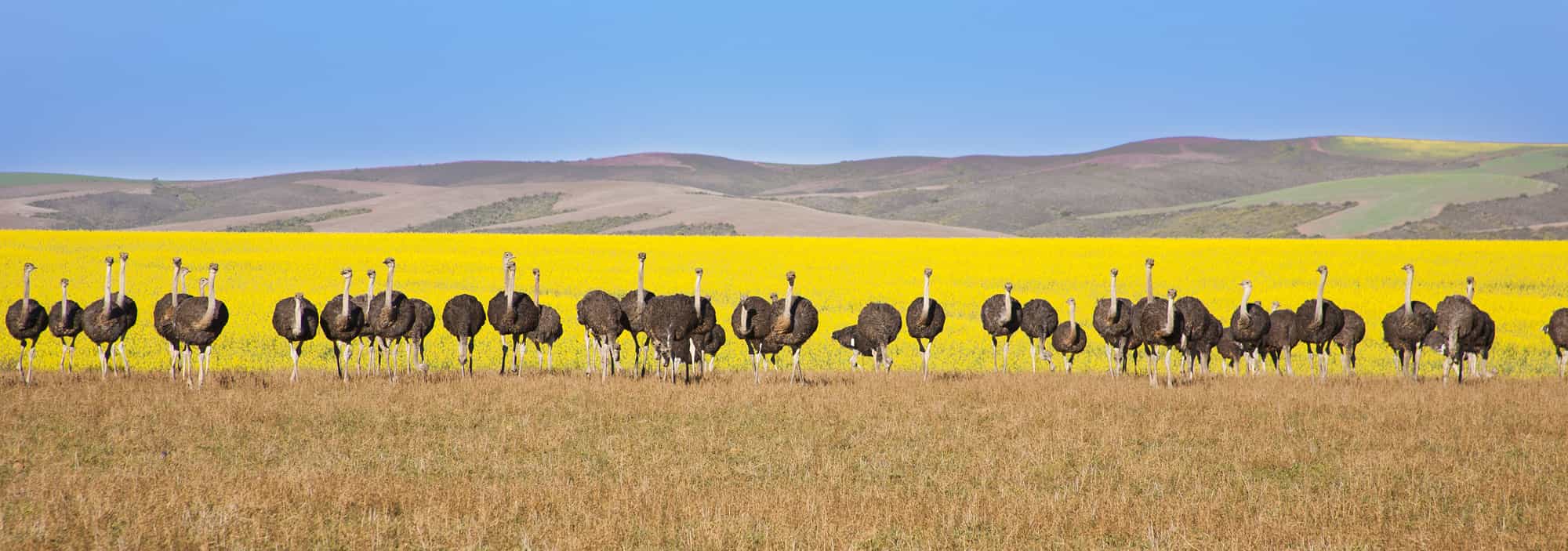 Shutterstock Introduction to Game parks of South Africa South Africa is a - photo 4