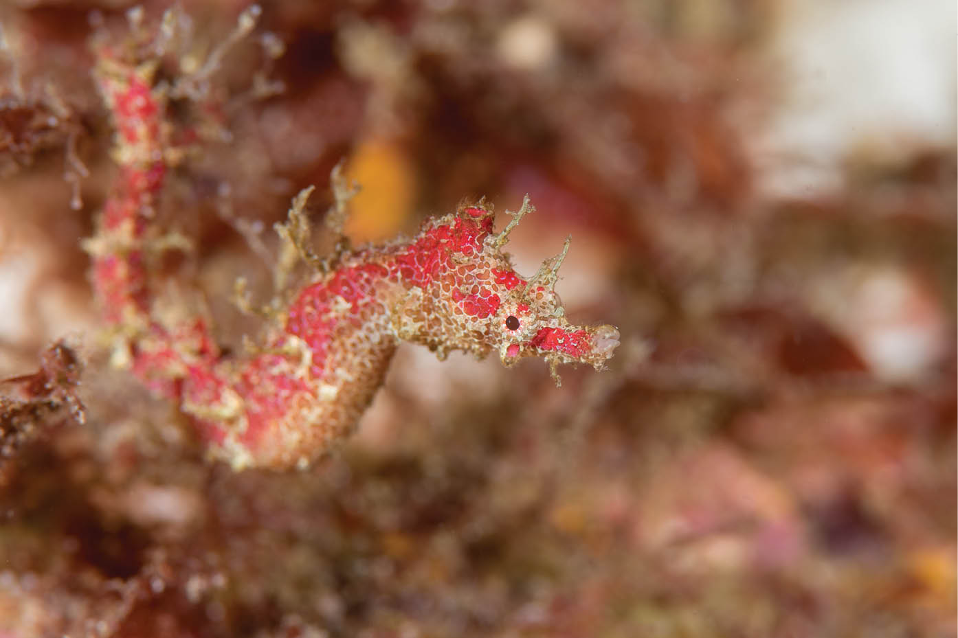 Undescribed species of pygmy pipehorse from New Zealand Northland North - photo 8