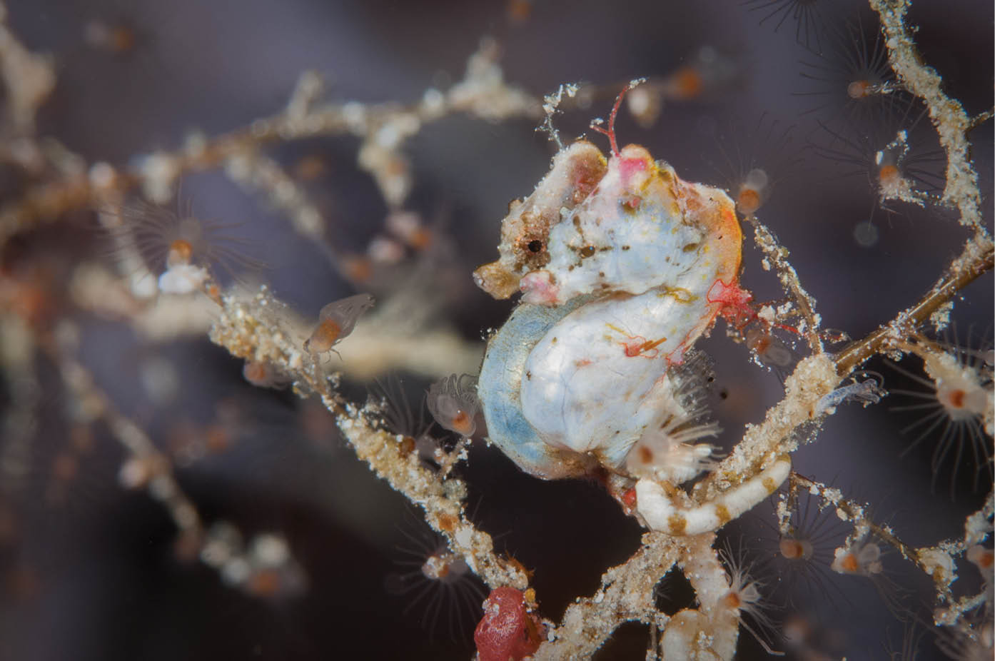 Pair of courting Pontohs pygmy seahorses described in 2008 Wakatobi - photo 6