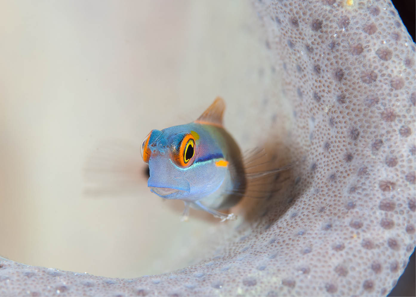 The tailspot coralblenny is found only around Raja Ampat and nearby Halmahera - photo 3