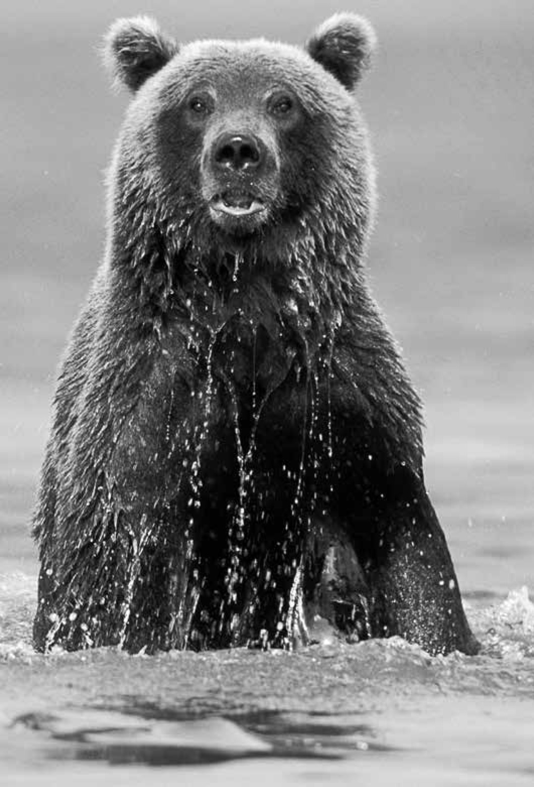 A magnificent female brown bear fishing on Russias Kamchatka Peninsula - photo 6