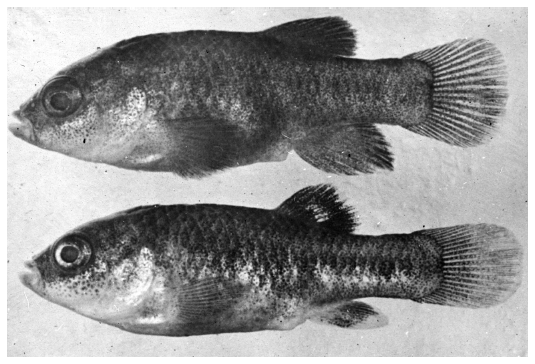 FIGURE 04 Preserved specimens of Devils Hole pupfish Cyprinodon diabolis in - photo 5