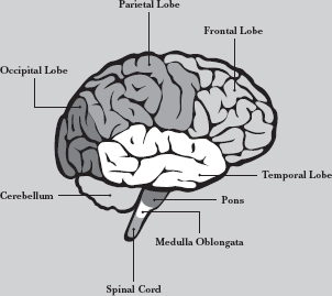 There are four lobes that make up the human brain the frontal temporal - photo 5