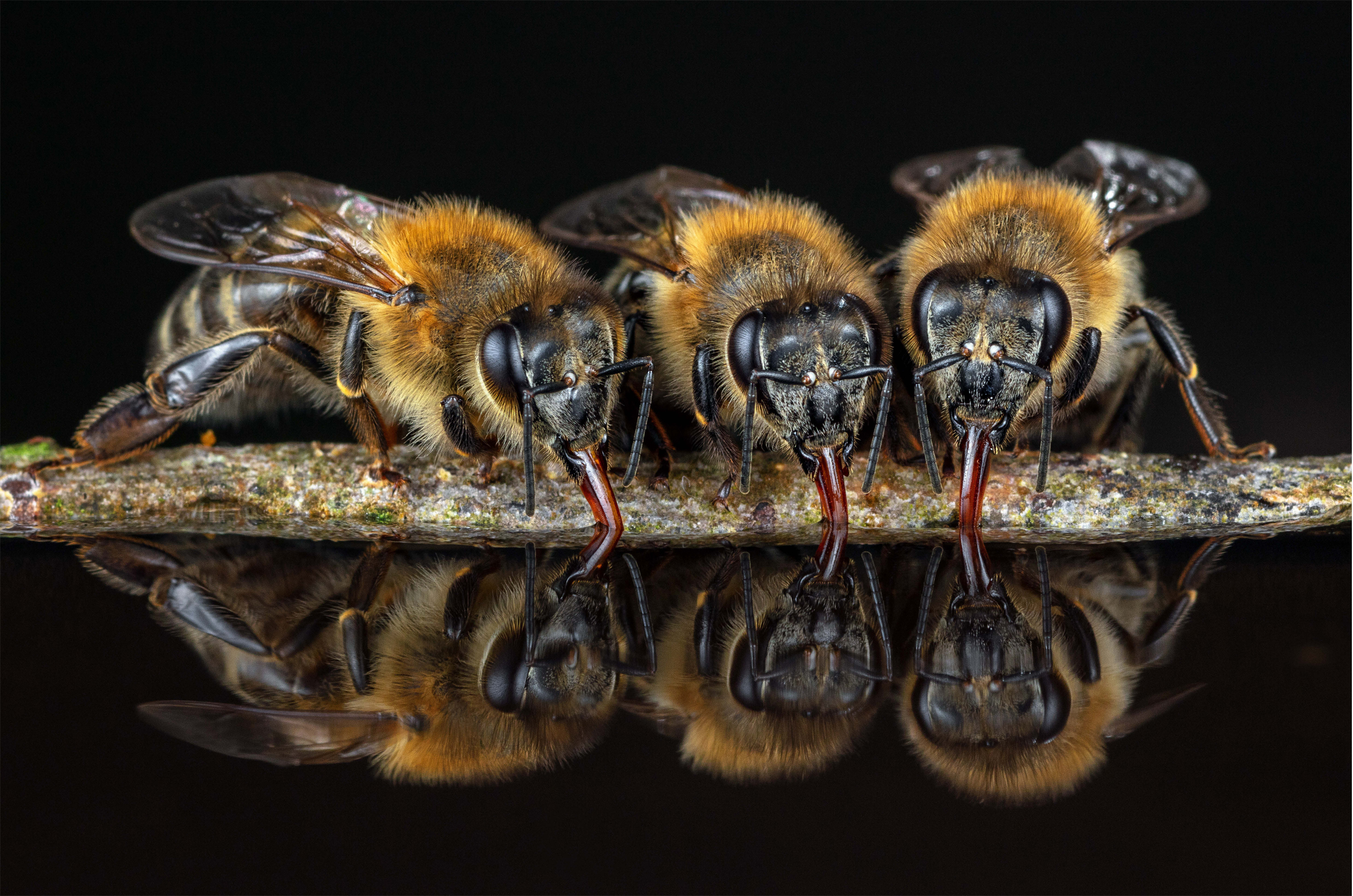 Worker bees loading up with water needed to cool their colonys nest on a hot - photo 11