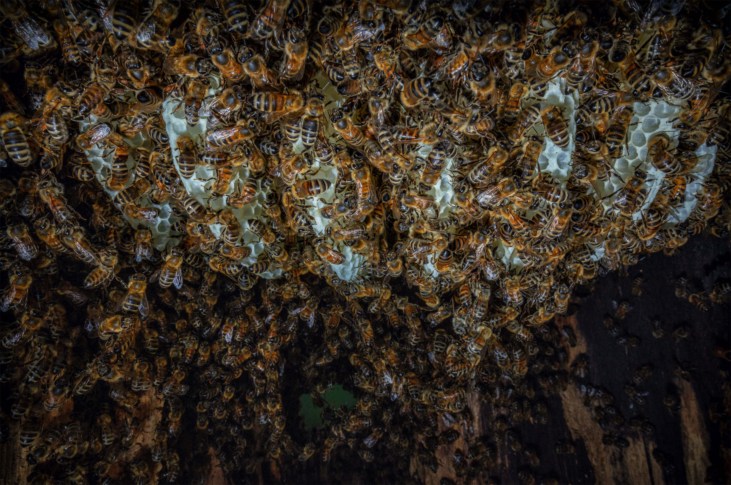 View of freshly made combs in a honey bee nest inside a tree cavity Bee - photo 13