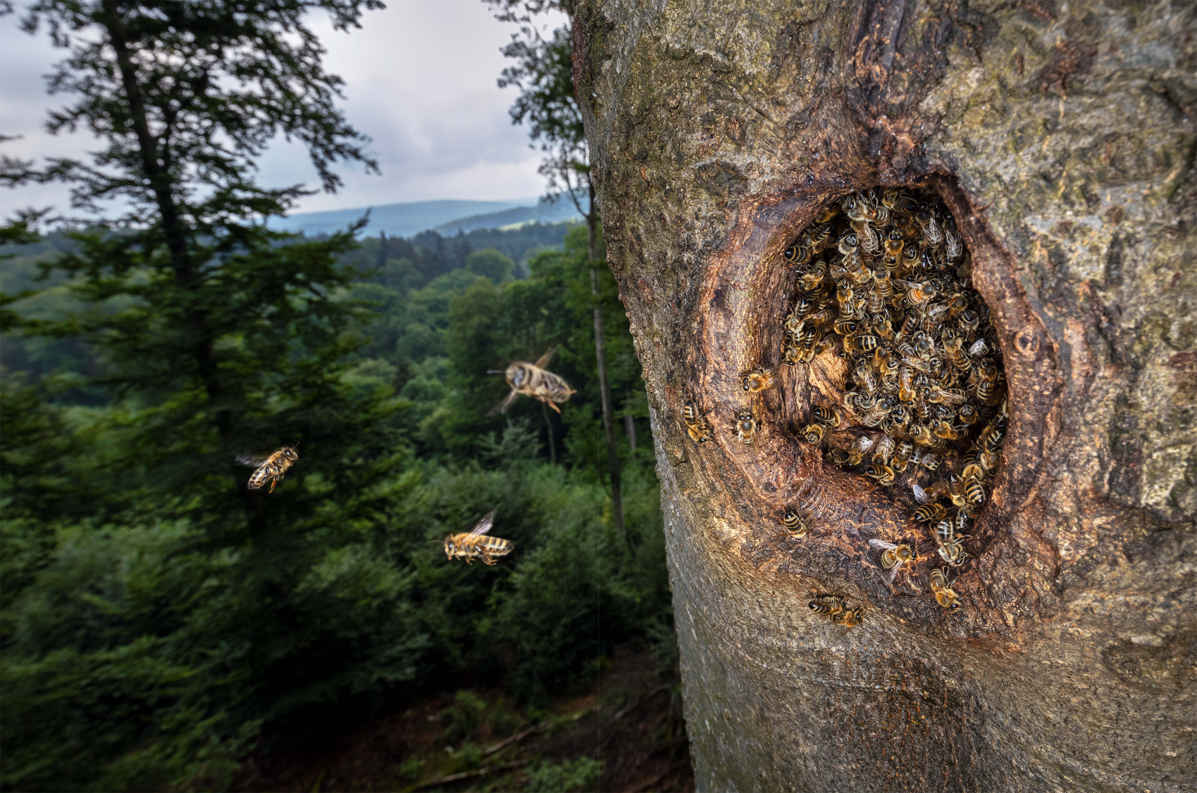 Bee nest in an abandoned black woodpecker nest high above the forest floor - photo 14