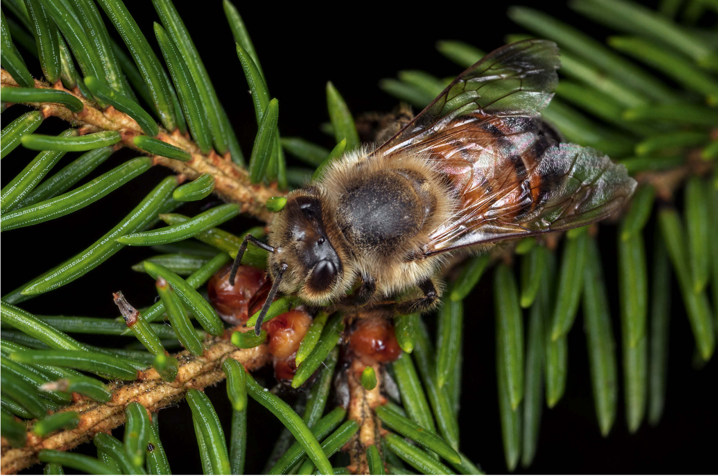 A bee collecting honeydew on a fir tree which will be converted into forest - photo 16