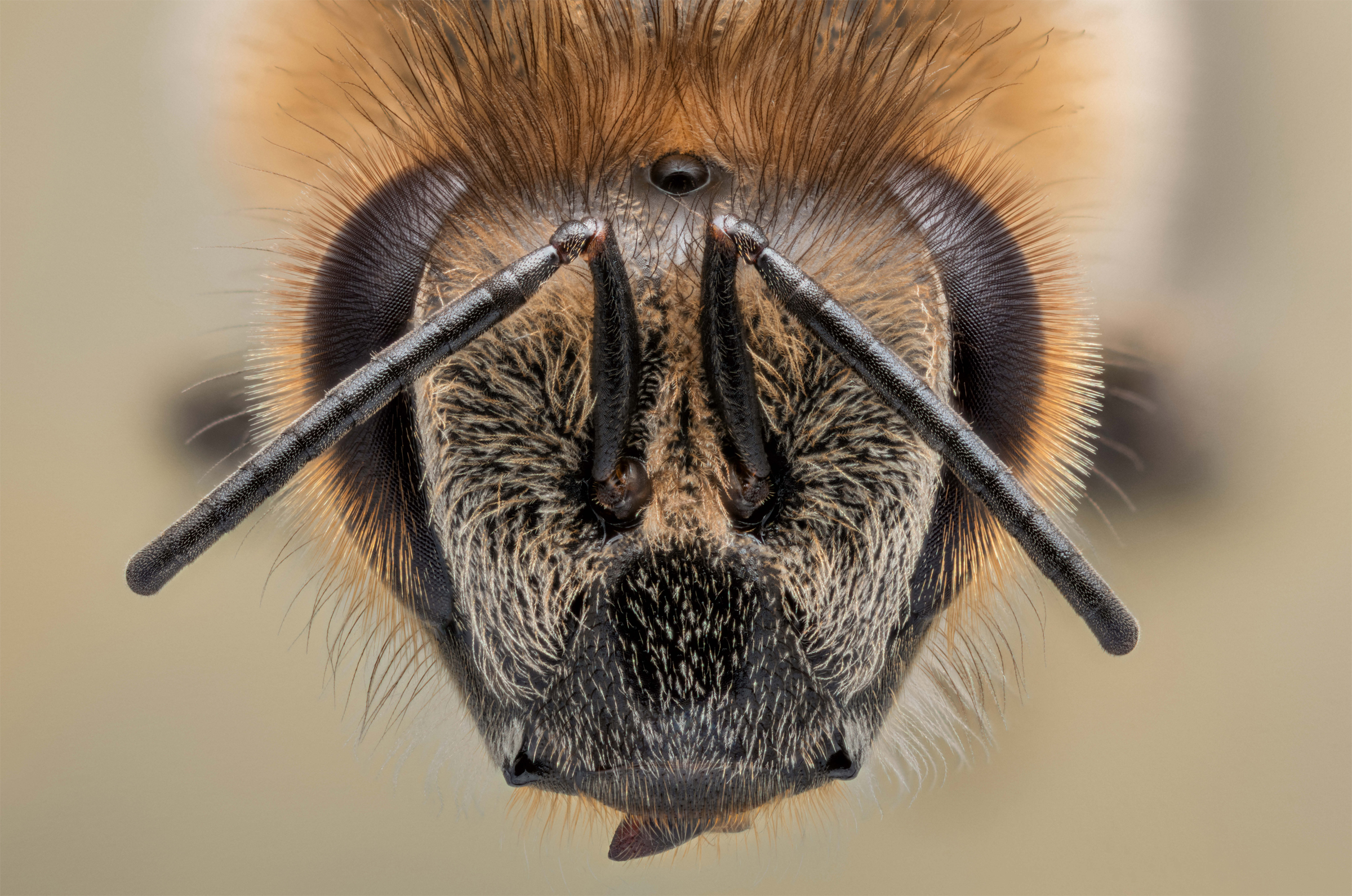 Honey bees can obtain important information about their surroundings using - photo 10