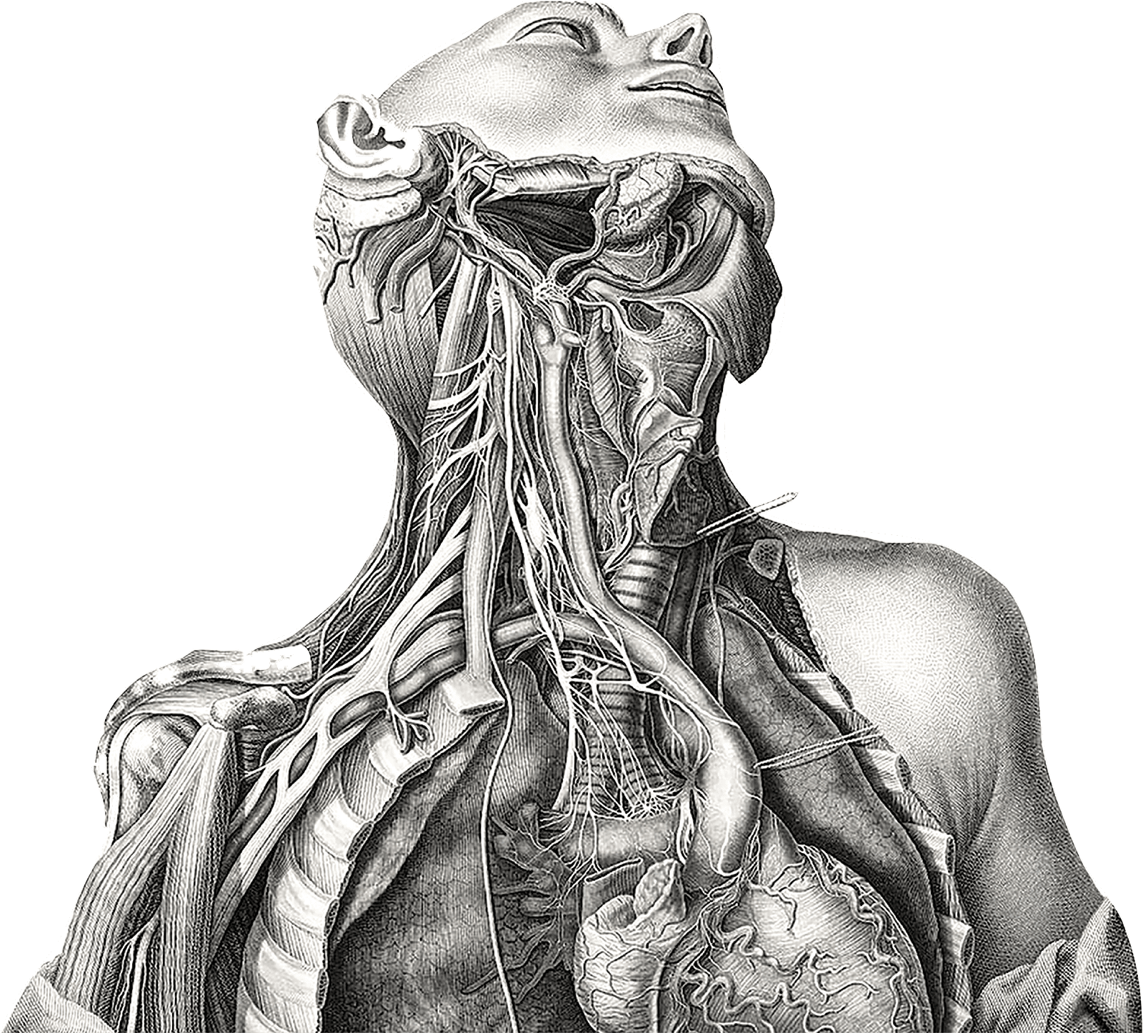 Dissection engraving based on a drawing in Antonio Scarpas Tabulae neurologicae - photo 2