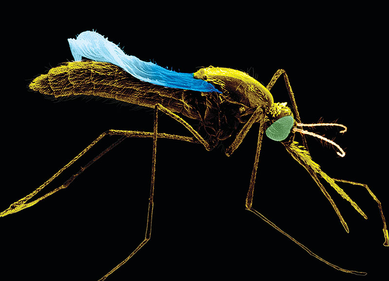 A mosquito Anophelese stephensi captured in a colored image from a scanning - photo 4