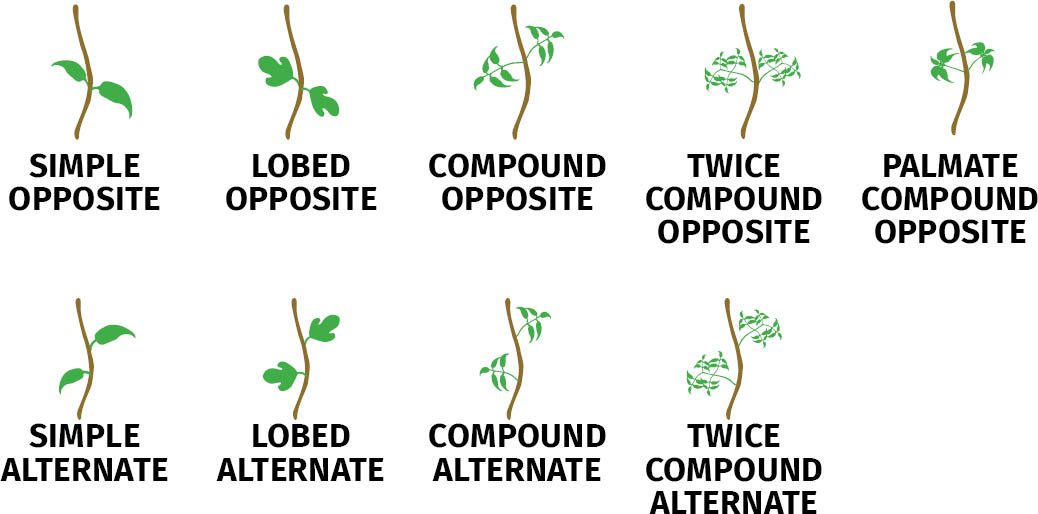 For deciduous trees once you have determined the appropriate leaf type give - photo 17