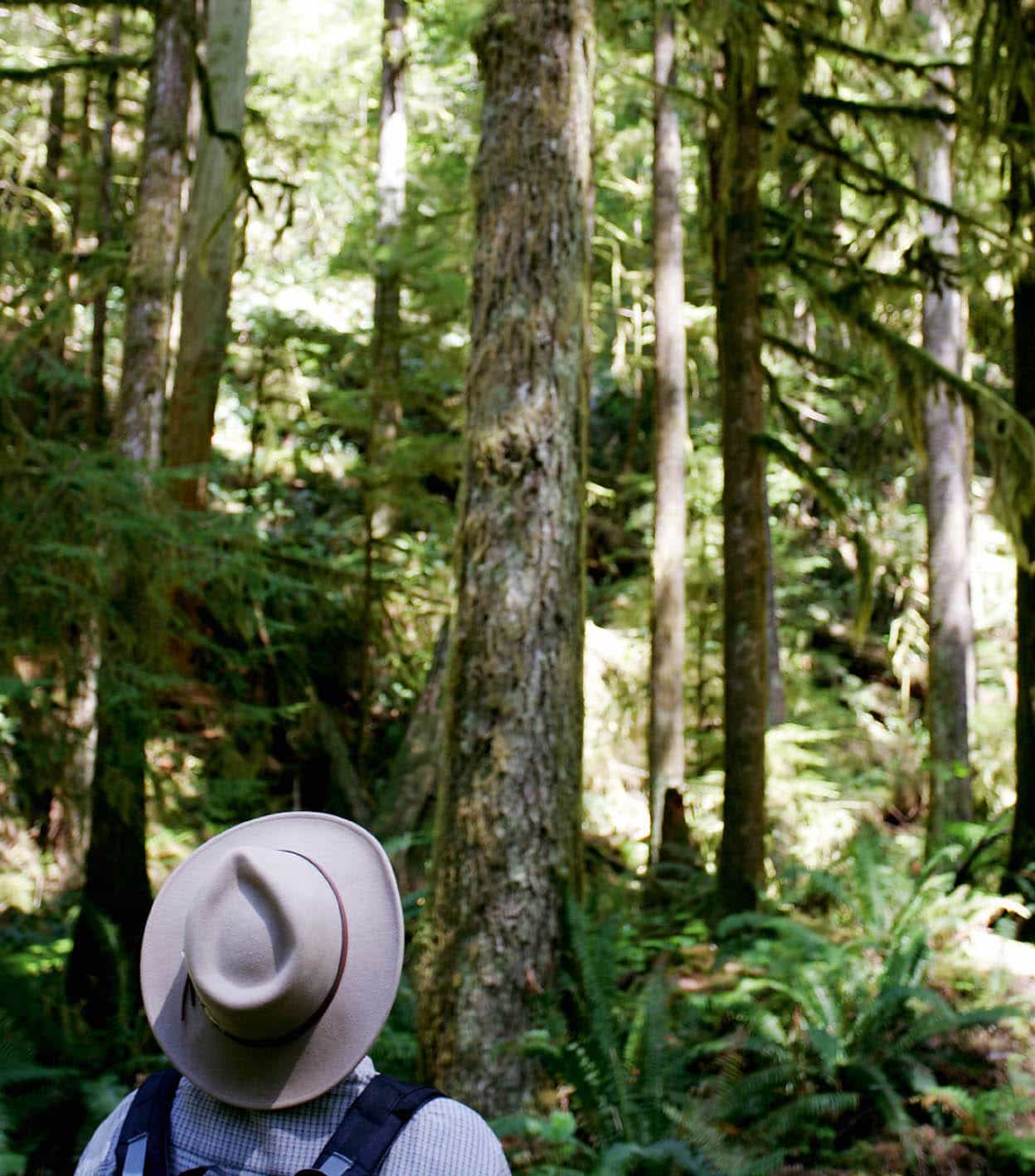 Olympic Peninsula Walk among towering ancient trees lush ferns and dripping - photo 11