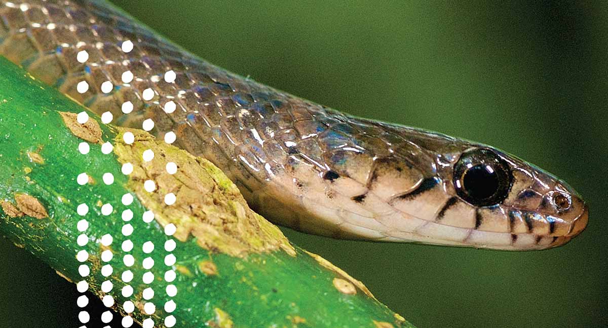 Natriciteres sylvatica Forest Marsh Snake Michele Menegon In 2002 we published - photo 5