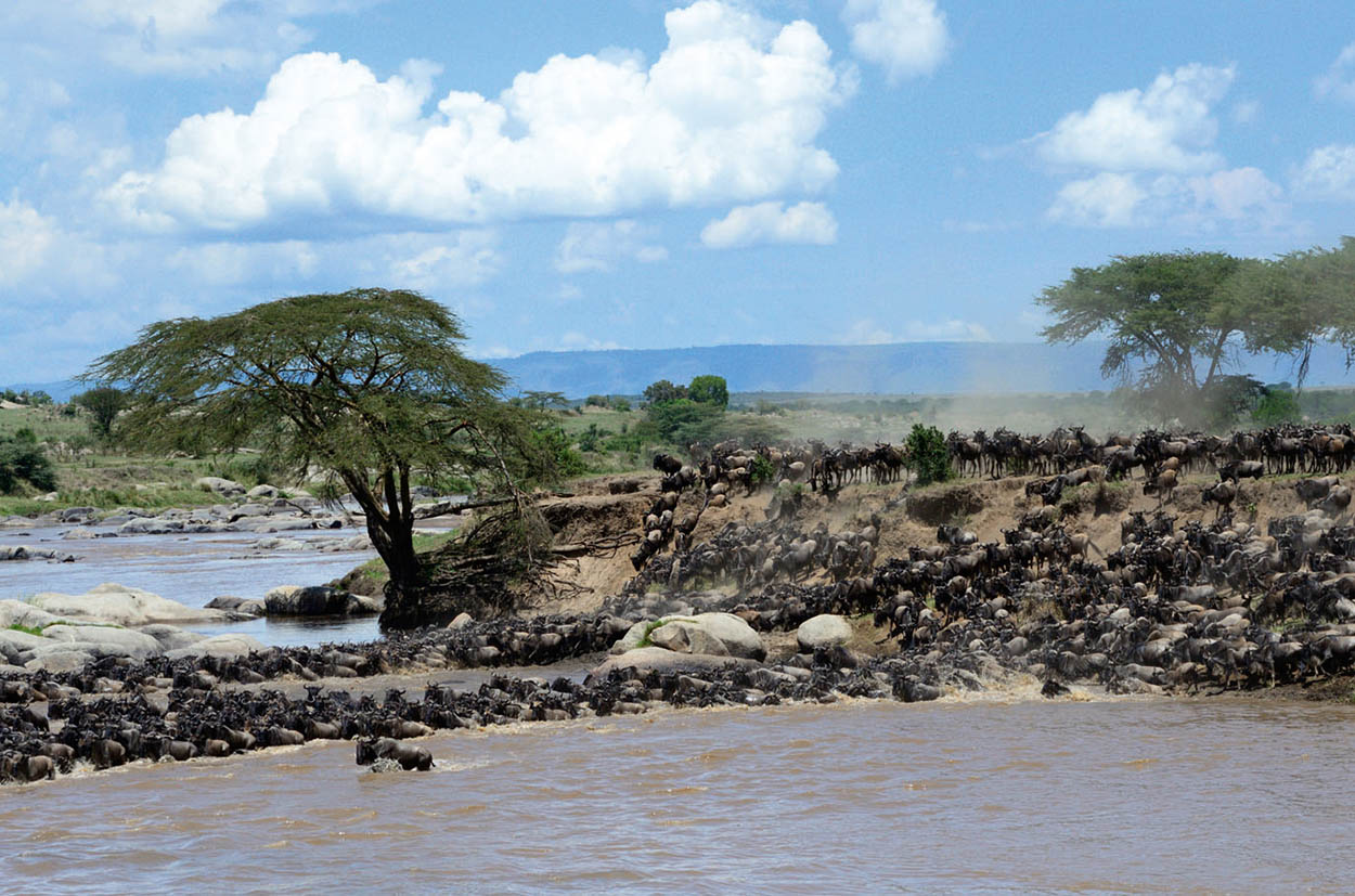 Serengeti National Park Arguably East Africas finest game reserve this is the - photo 4