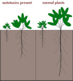 Effect of autotoxicity on root development of alfalfa Source Jennings - photo 6