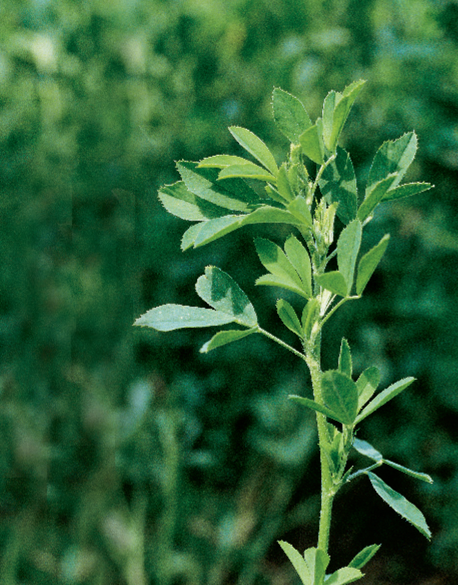 Establishment A vigorously growing dense stand of alfalfa forms the basis - photo 4