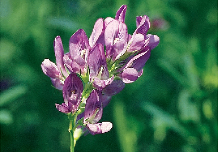 A vigorously growing dense stand of alfalfa forms the basis for profitable - photo 5