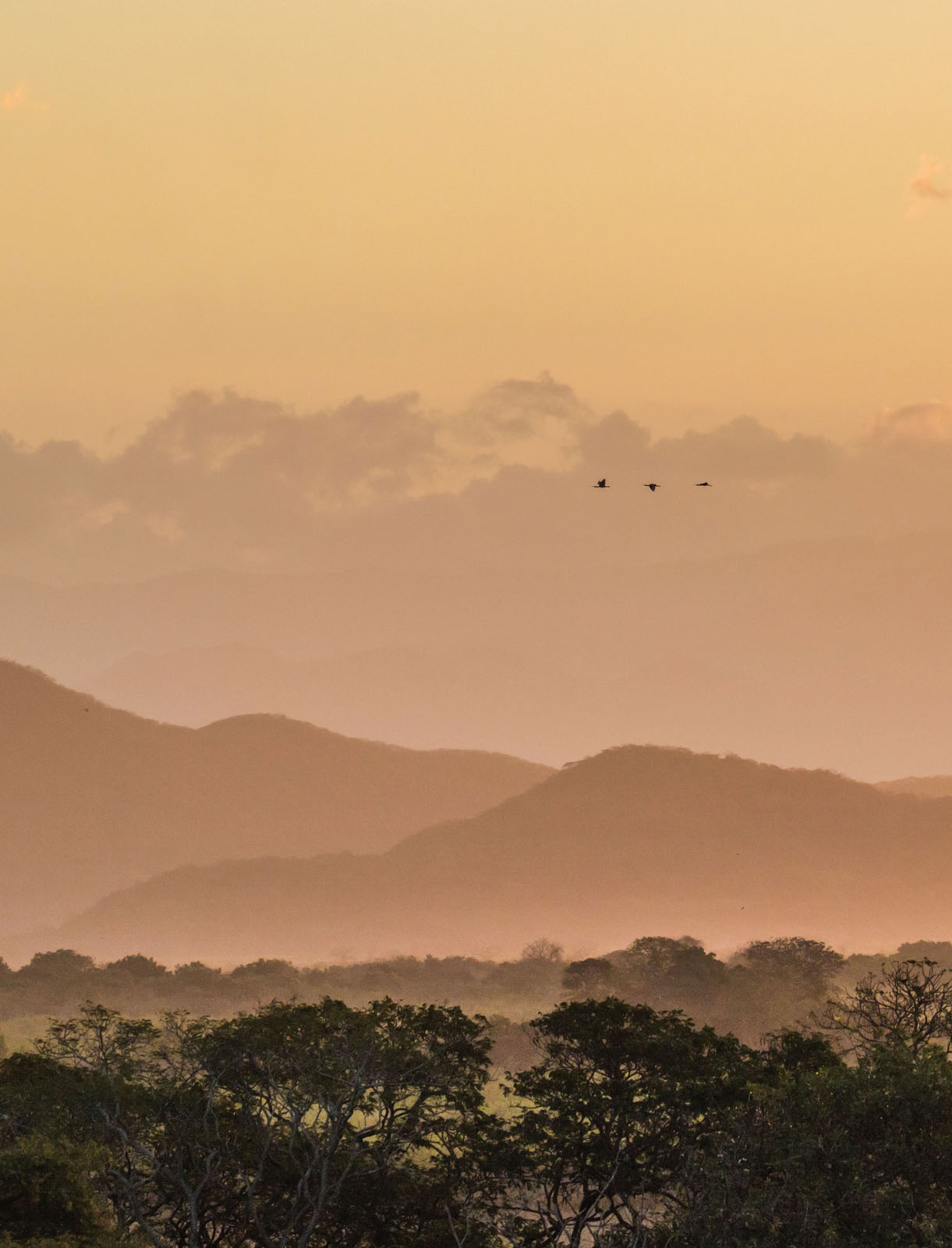 Birds flying over a rainforest at dawn enhanced in Lightroom Classic to bring - photo 3