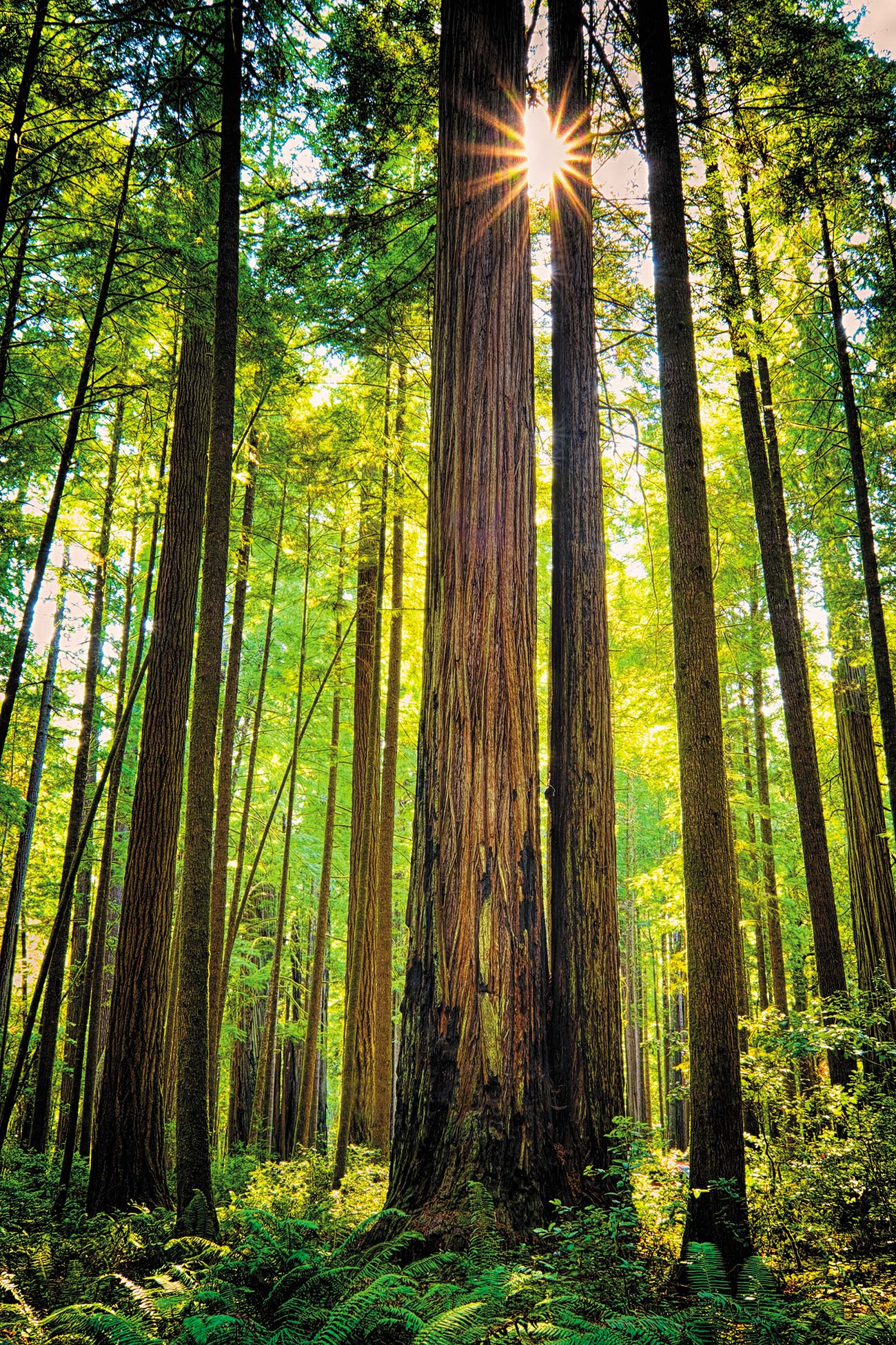 Hike Amid Crane your neck at the skyscraping redwoods in the Redwood State - photo 10