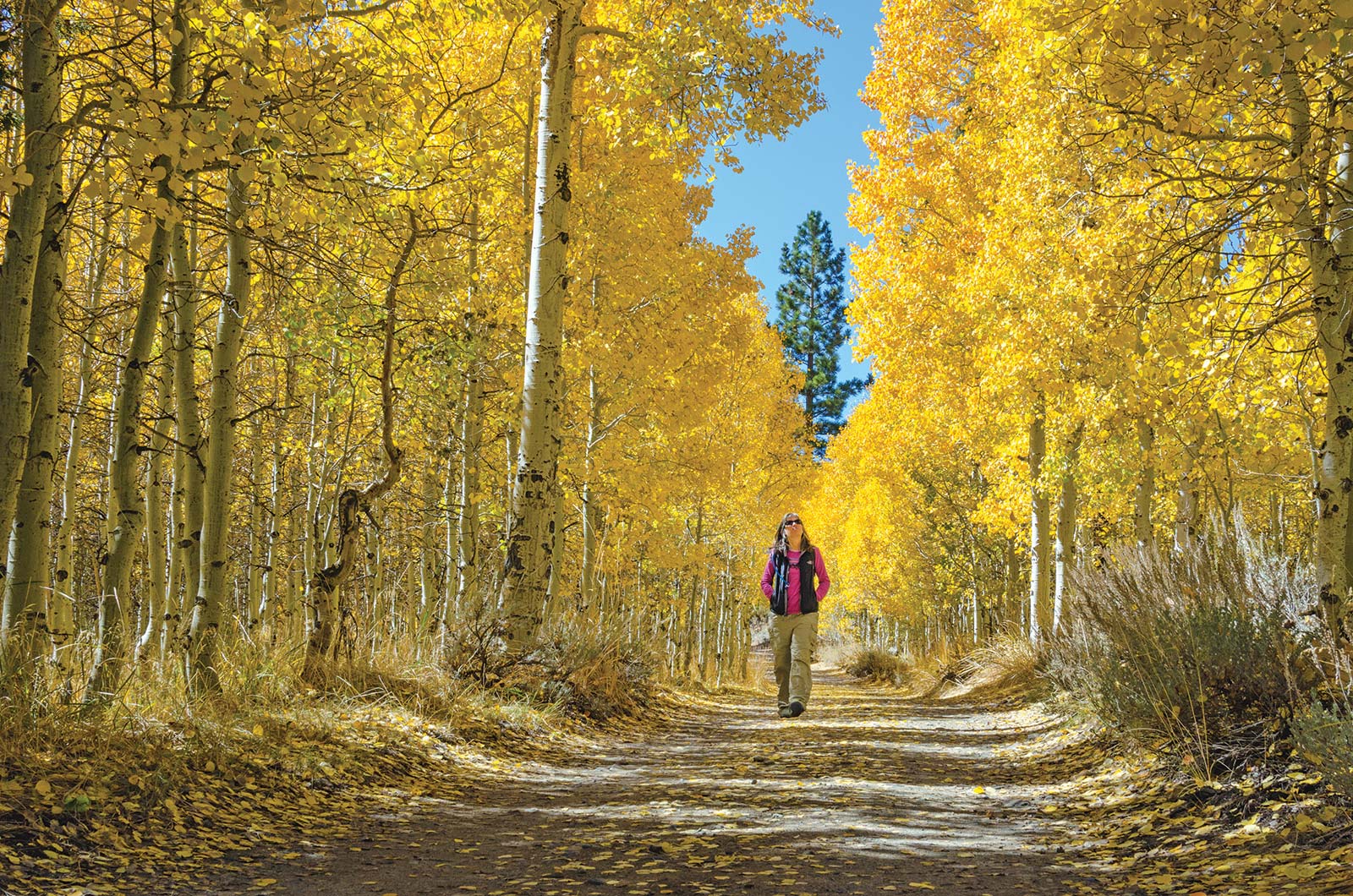 Admire Walk through Lundy Canyon in the Eastern Sierra as the quaking aspens - photo 15