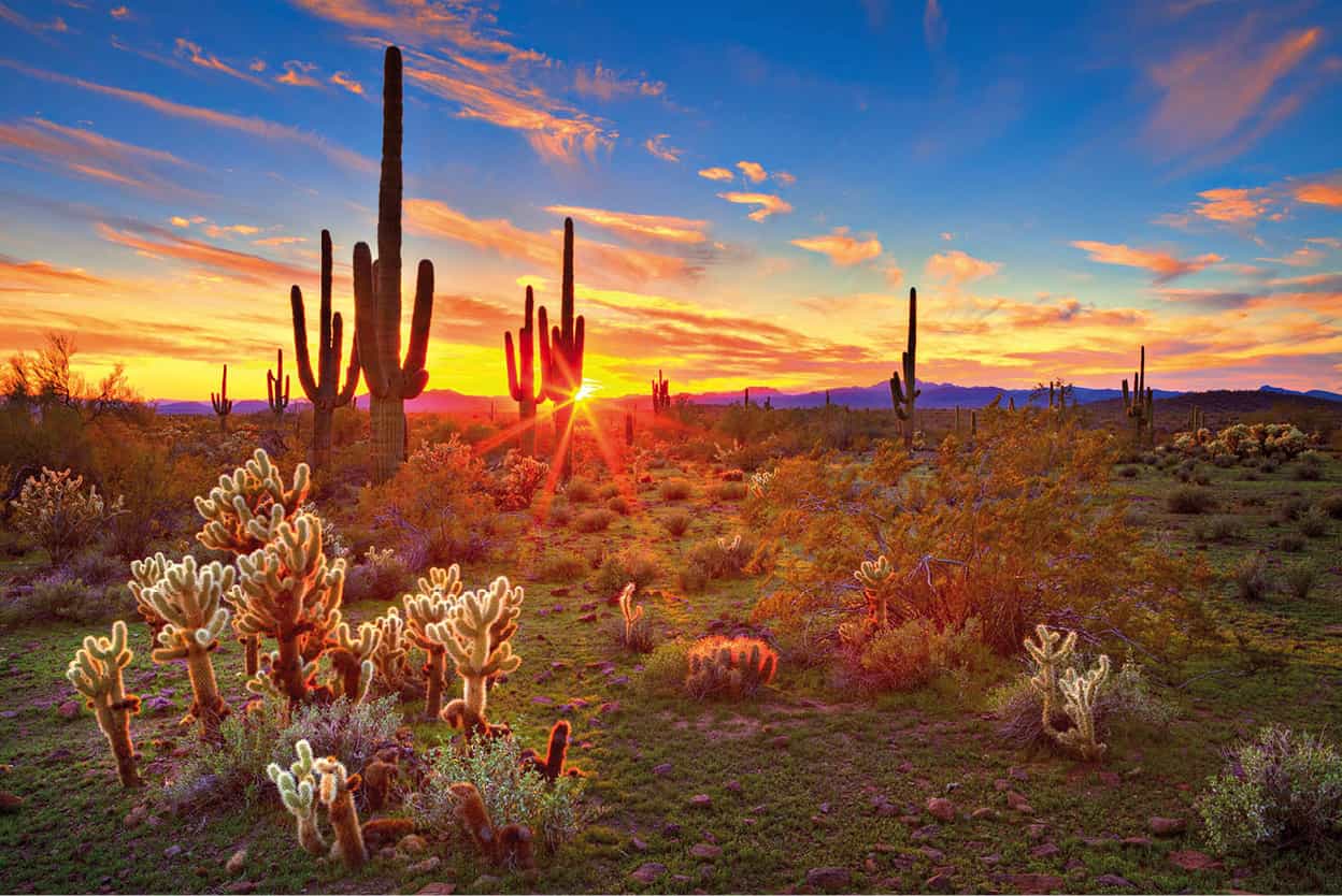 The Sonoran Desert Symbolized by the endemic saguaro cactus an iconic - photo 10