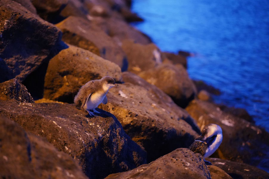 What is your favourite hidden gem This one is tough St Kilda Beach in - photo 4