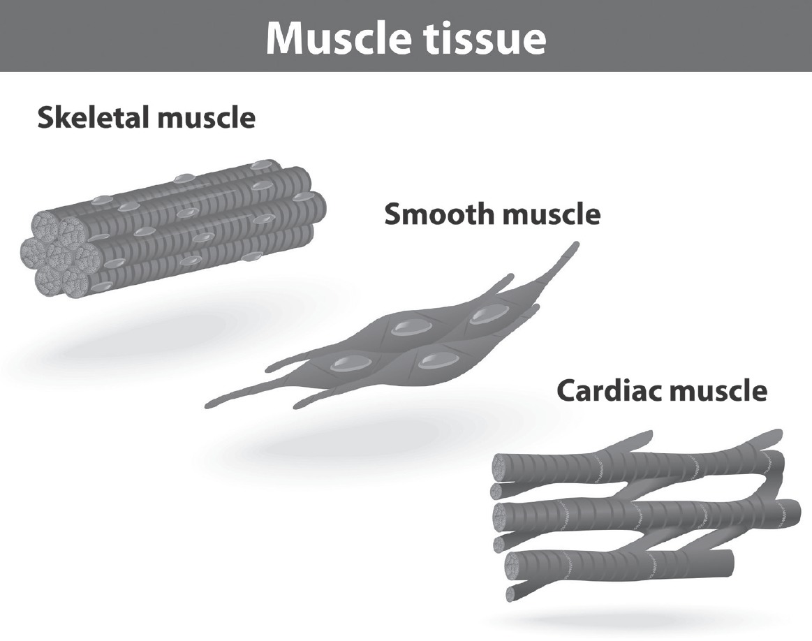 Skeletal Muscle Skeletal muscles form the muscles of the arms legs chest - photo 1