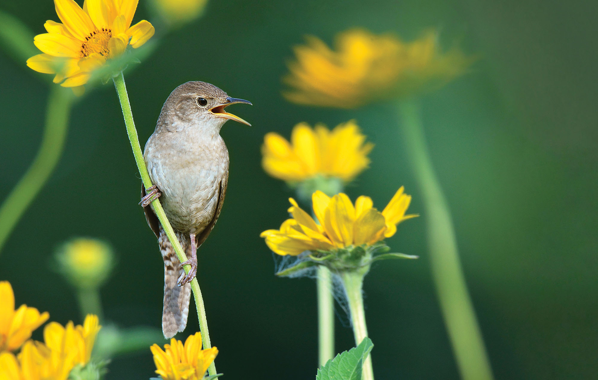 A Birds Blooms Book 2021 RDA Enthusiast Brands LLC 1610 N 2nd St Suite - photo 3