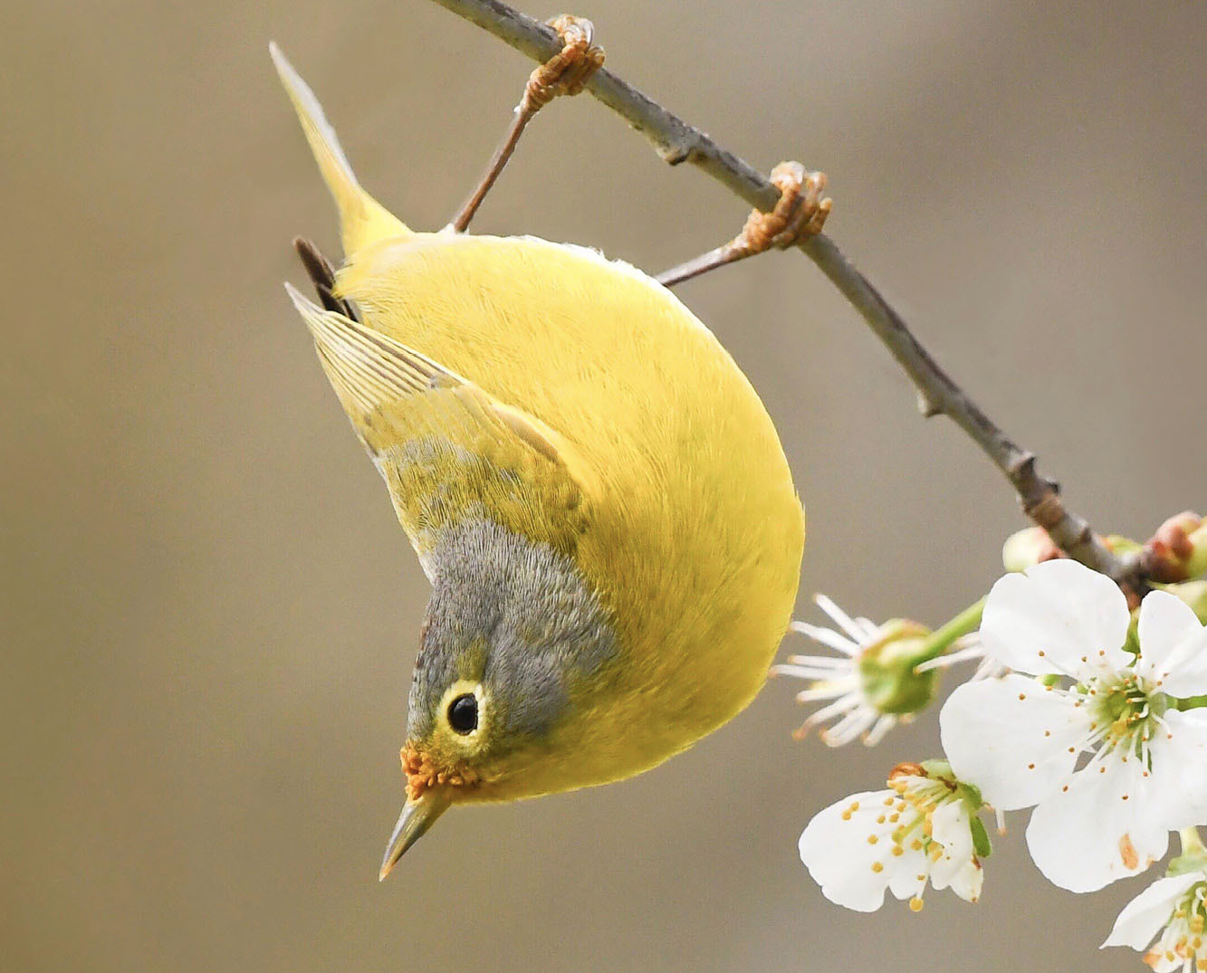 Nashville warbler Welcome Spotting a favorite bird or finding a completely - photo 5