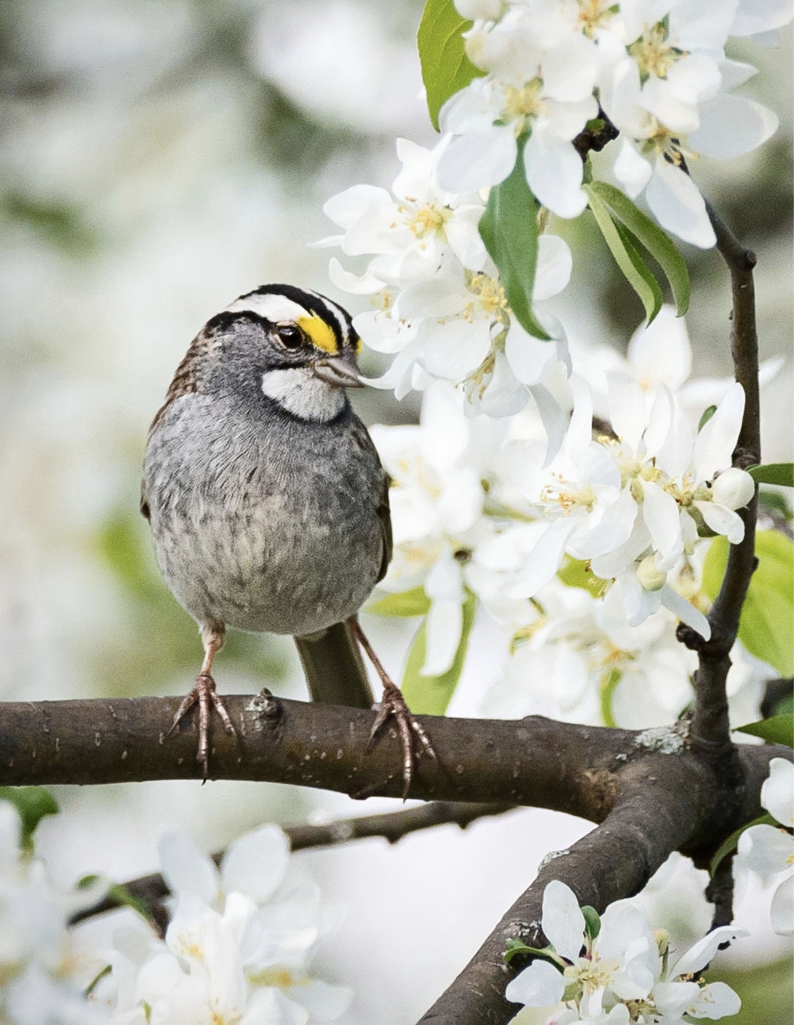 Spring brings brilliant blooms cheery songs adorable fledglings and even a - photo 6