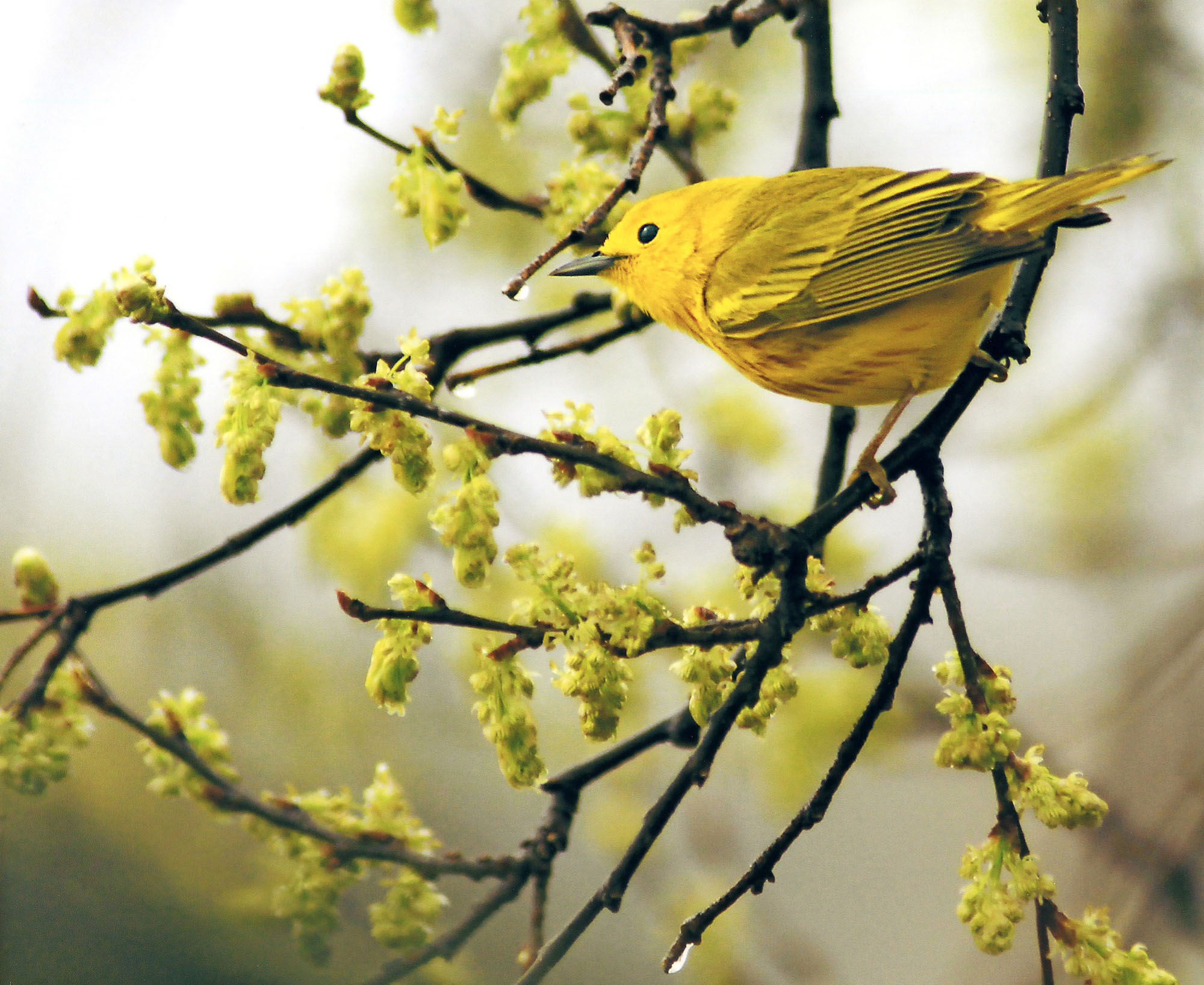 Spring brings brilliant blooms cheery songs adorable fledglings and even a - photo 7