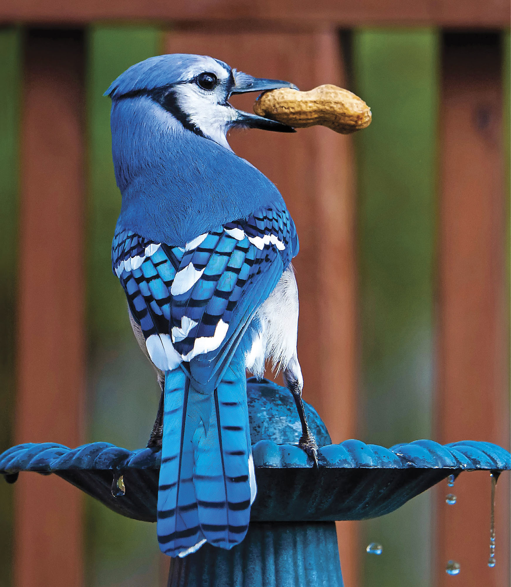 My deck is my photography studio One spring day I set peanuts all around me - photo 8