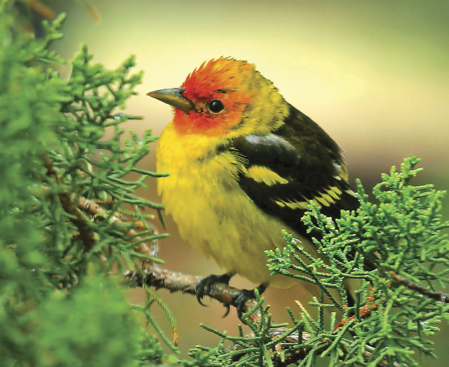 Last year I saw quite a few beautiful western tanagers I even captured - photo 9