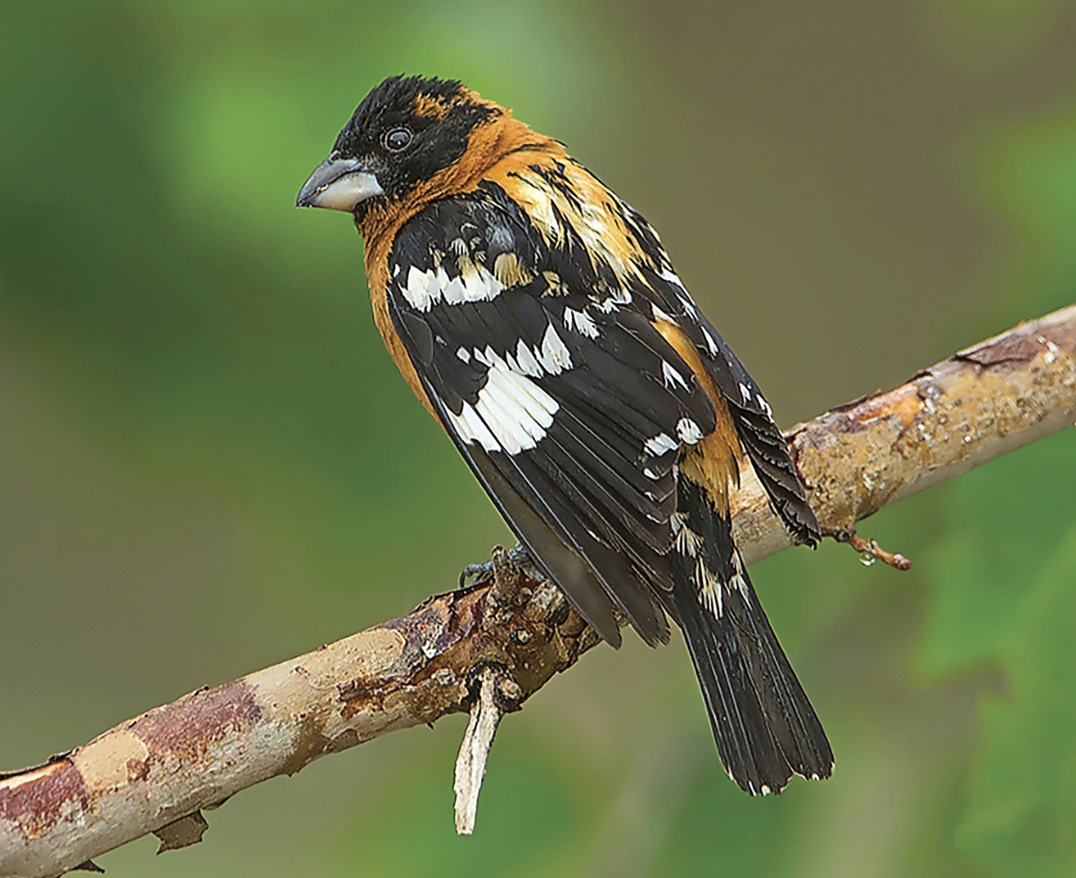 I captured this picture of a black-headed grosbeak during a soft rain I love - photo 10