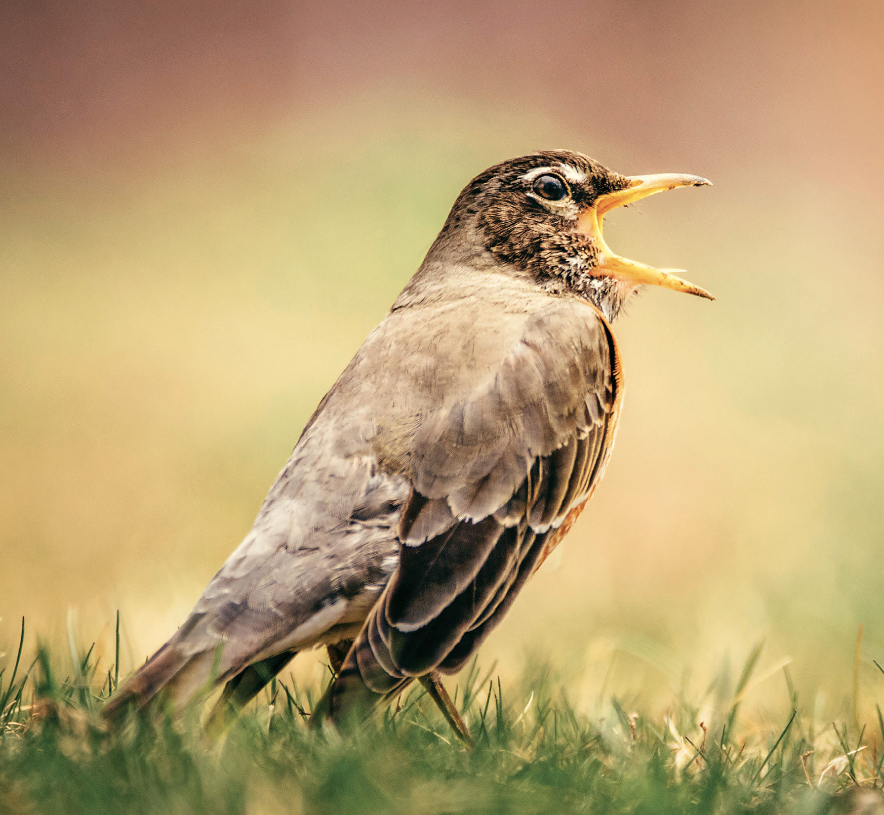 Apparently American robins can have a case of the Mondays too I caught this - photo 11