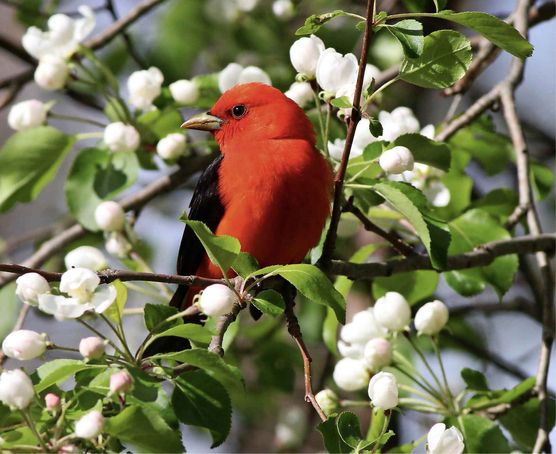 I lucked out and spotted this scarlet tanager sitting pretty in the sunlight - photo 16