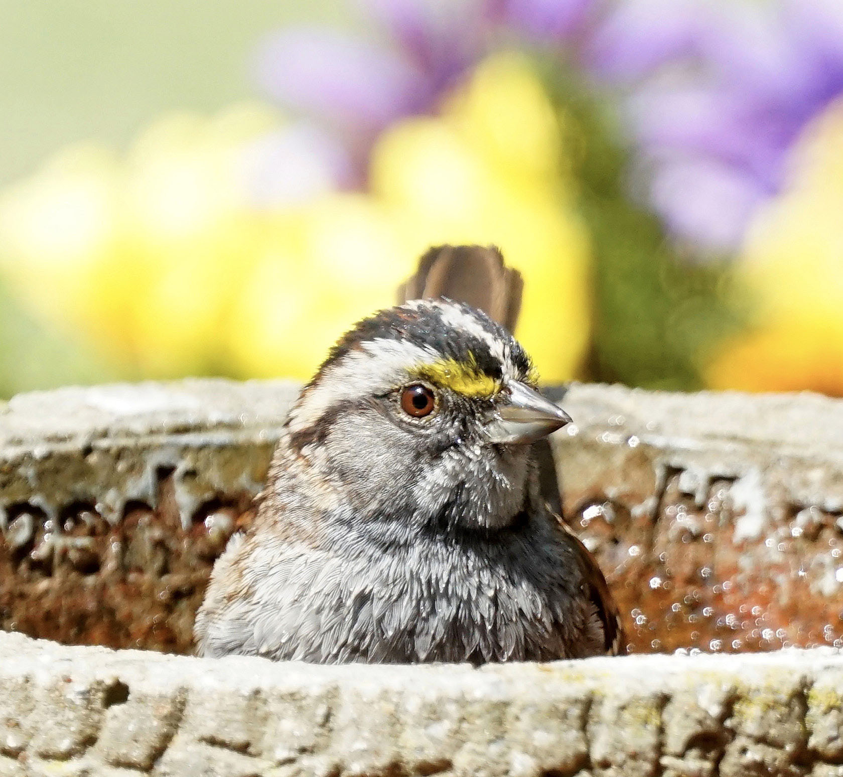 I caught this white-throated sparrow taking a dip in my small birdbath which I - photo 17