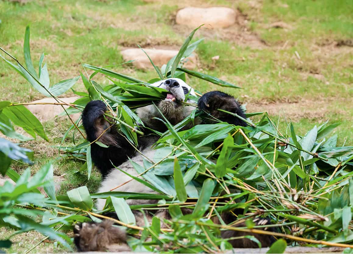 Family Animal-lovers should visit the pandas dolphins and other creatures at - photo 8