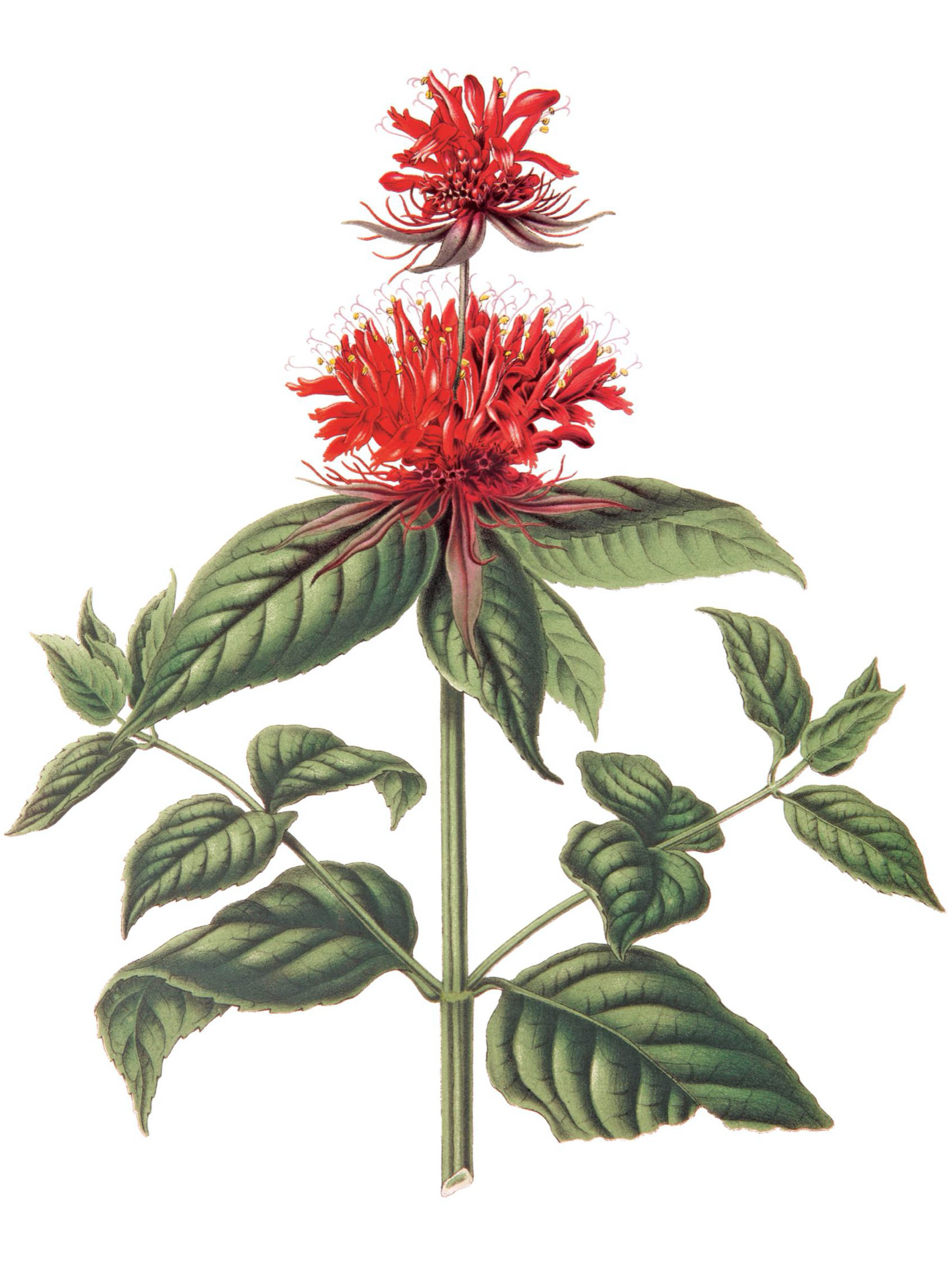 A perennial native to North America bergamot is also called bee balm high - photo 4