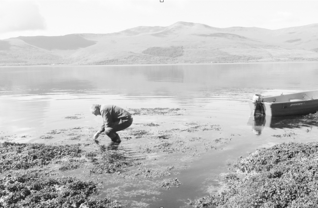 Sound of Mull summer 2020 The sea is not made of water Creatures are its - photo 4