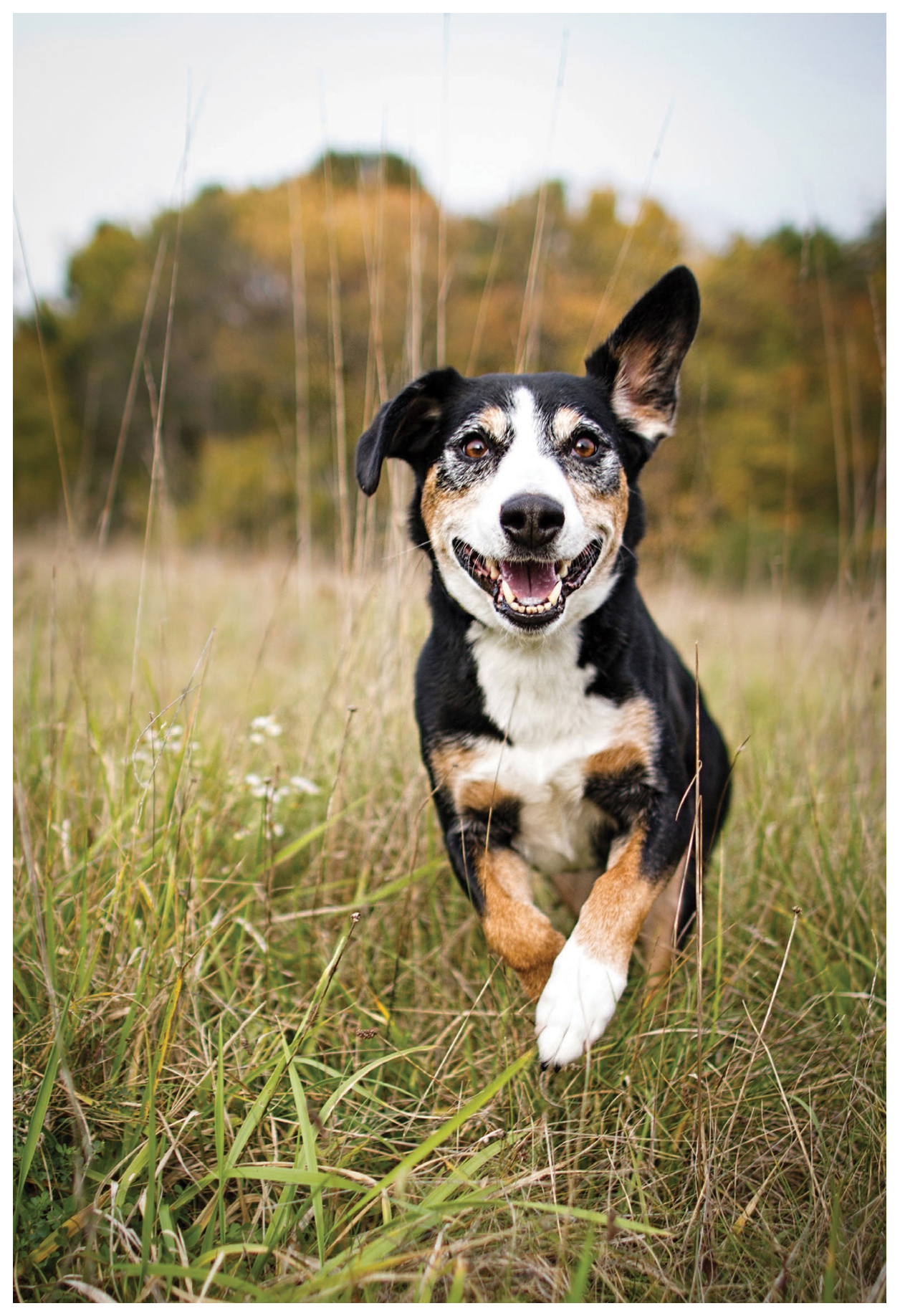 When I first started this pet photography journey I would shoot in aperture - photo 20