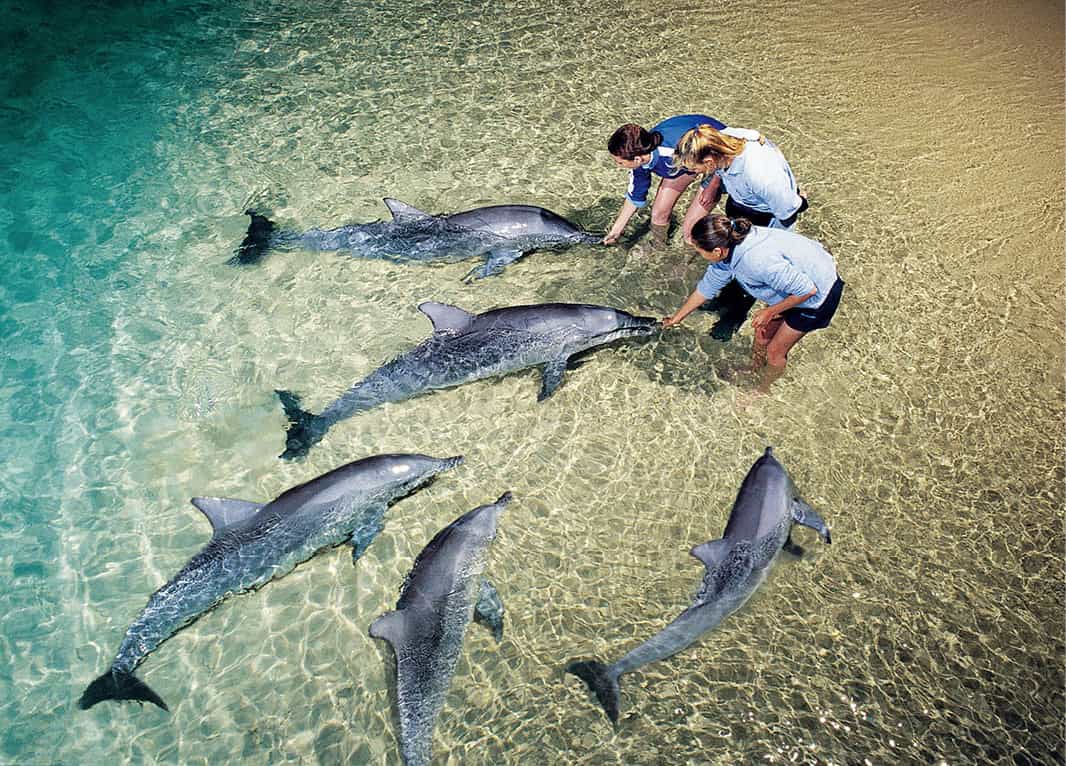 Animal-lovers Hand-feed a wild dolphin at Tangalooma Tangalooma Island - photo 5