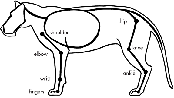 Other quadrupeds have the same curvature of spine and small pelvises as apes - photo 11