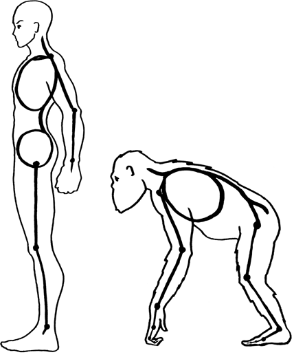 Compare the human figure with that of other primates such as the chimpanzee - photo 10