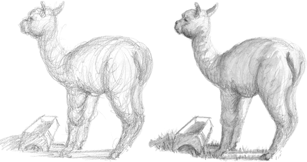 Learn techniques for sketching animals from life Convey textures with - photo 6