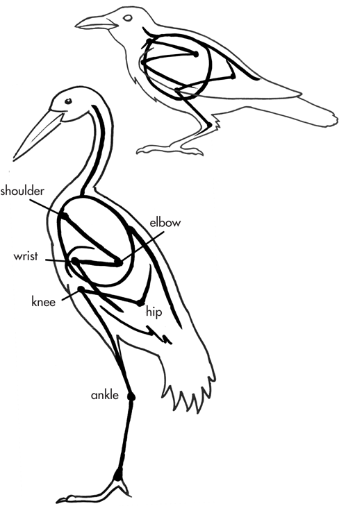 Birds both large and small are similarly constructed It is not so easy to - photo 12