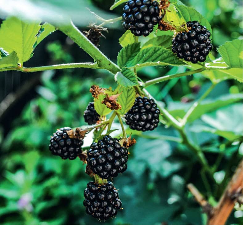 My mother always planted a garden consisting of vegetables berries herbs and - photo 8